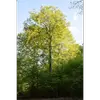 Son aire naturelle s'étend du sud de la Norvège et de la Suède jusqu'à la Sicile, et à l'est jusqu'à la mer Caspienne.
