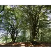 Le hêtre pousse principalement dans les **forêts de feuillus** et les **forêts mixtes de montagne**, souvent avec d'autres espèces comme le **chêne rouvre**, le **sapin blanc** ou l'**épicéa commun**.