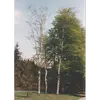 Il est commun dans les **régions tempérées humides** et est absent des plaines méditerranéennes et des zones sèches.