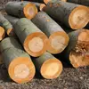 Le hêtre est utilisé depuis longtemps en **sylviculture** pour produire du bois de futaie principalement destiné à l'**ameublement** et comme **bois de chauffage**.