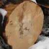 Le bois de hêtre est apprécié pour sa **dureté**, sa **résistance** et sa **facilité à travailler**, bien qu'il soit sensible aux maladies fongiques et aux insectes.