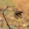 Les faînes du hêtre sont consommées par divers animaux, tels que les **écureuils** et les **sangliers**, jouant un rôle important dans la **dissémination** des graines.