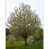 L'arbre possède un **port pyramidal** avec des **branches ascendantes** et une **cime claire** qui devient **arrondie** à l'âge adulte.