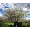 Sa **longévité** est d'environ **100 ans**, bien qu'il ne vive pas aussi longtemps que d'autres arbres forestiers.