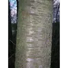 En vieillissant, l'écorce devient **brun rougeâtre** et se couvre de **lenticelles**, petites marques linéaires facilitant les échanges gazeux.