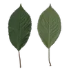 Les **feuilles** de **Prunus avium** sont **caduques**, de forme **elliptique à obovale**, et finement dentées (biserretées).