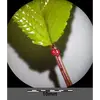 Le **pétiole** est relativement long (2 à 7 centimètres) et porte deux glandes rougeâtres à sa base, appelées **nectaires extra-floraux**, qui ne sont pas visitées par les abeilles domestiques.