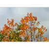 Les feuilles deviennent souvent **rougeâtres en automne**.