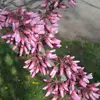 Chaque fleur est **sessile**, regroupée en faisceaux de 4 à 10 sur les rameaux et même sur le tronc, offrant une abondance de couleur.