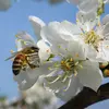 Les **fleurs** du **merisier** sont **blanches, parfumées, et hermaphrodites**, mesurant de 2 à 3 centimètres de diamètre.