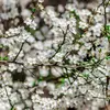 La **floraison** se produit tôt dans l'année, généralement d'**avril à mai**, juste avant l'apparition des nouvelles feuilles.