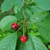 Les **fruits**, appelés **merises**, sont petits (6 à 10 millimètres), comestibles mais souvent amers, et longuement pédonculés.
