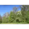 En France, **Prunus avium** est commun dans les forêts de feuillus, notamment en **lisière** ou au sein de **boisements mixtes**, mais il est absent des régions méditerranéennes.