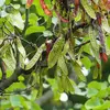 Les **fruits** sont des **gousses aplaties** brunes, contenant une dizaine de graines.