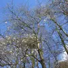 **Prunus avium** est une espèce importante sur le plan historique, présente en Europe depuis le néolithique, comme en témoignent les découvertes archéologiques.