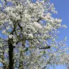 Bien que souvent considéré comme une espèce de forêt, le merisier est également cultivé pour son aspect ornemental et sa floraison décorative, ajoutant beauté et diversité aux jardins et aux paysages naturels.