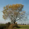 **Populus alba**, ou **peuplier blanc**, est un arbre de taille moyenne pouvant mesurer de **20 à 30 mètres** de hauteur, avec certains spécimens atteignant **45 mètres** dans des conditions idéales.
