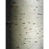 L'**écorce** du peuplier blanc est **gris-blanc et lisse** sur les jeunes arbres, offrant une apparence claire.