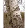 Cette transformation de l'écorce, de lisse à rugueuse avec le temps, est caractéristique et aide à distinguer cet arbre des autres peupliers.