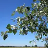 Les **feuilles** du peuplier blanc sont **polymorphes**, ce qui signifie qu'elles varient en forme, allant de **palmées** à **subovales**, parfois presque **rhomboïdales**.