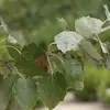 Elles sont **blanches et tomenteuses** (couvertes de poils fins) sur le dessous, leur donnant un aspect argenté visible surtout lorsque le vent les agite.