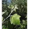 Le dessus des feuilles est **vert sombre**, contrastant avec le dessous blanc, et elles sont recouvertes d'un duvet au printemps.