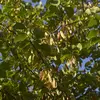 La **fructification** a lieu de **juillet à août**, les graines sont disséminées principalement par gravité (barochorie) et parfois par des animaux comme les mésanges.