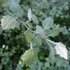 Les feuilles sont **alternes** et dotées d'un **pétiole arrondi**, ce qui contribue à leur mouvement caractéristique au moindre souffle de vent.