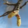 Les fleurs apparaissent sous forme de **chatons cylindriques pendants** avant l'apparition des feuilles, de **mars à avril**.