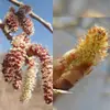 Les **fleurs mâles** possèdent **8 étamines rougeâtres**, tandis que les **fleurs femelles** ont un **ovaire uniloculaire** avec **4 stigmates jaunes** disposés en croix.