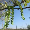 La **pollinisation** est **anémogame** (par le vent), et les fruits sont des **capsules bivalves ovoïdes**, contenant des graines entourées d'une **aigrette blanche**.