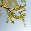 La **fructification** a lieu **de mai à juin**, et les graines sont dispersées par le vent, créant souvent un tapis cotonneux au sol.