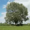 **Populus alba** est originaire d'**Europe centrale et méridionale** ainsi que d'**Asie occidentale et centrale**.