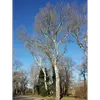 Cet arbre préfère les **zones humides**, notamment le long des **rivières** et dans les forêts alluviales, mais il tolère aussi des **milieux modérément secs** et supporte bien les **embruns marins** ainsi qu'une légère **salinité du sol**.