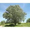 En tant que **plante pionnière**, le peuplier blanc joue un rôle important dans le **reboisement des zones polluées**, favorisant la biodiversité locale.
