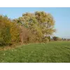 Il est aussi utilisé à des fins **ornementales** et comme **brise-vent** dans les plantations agricoles et les zones urbaines, grâce à sa tolérance aux vents et sa capacité à former de vastes haies.