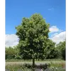 Le **Tilleul à petites feuilles** est un arbre **majestueux**, formant un **dôme** dense et étalé.