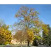 Son houppier est large et arrondi, avec des branches **arquées et retombantes**.