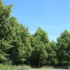 Il peut atteindre **20 à 30 mètres de haut**, certains spécimens dépassant **40 mètres** dans des conditions optimales, comme en forêt primaire.