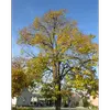 Cet arbre a une **croissance continue et assez lente**, atteignant environ **10 mètres en 20 ans**.