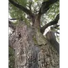En vieillissant, l'écorce devient **gris-brun**, avec des fissures verticales qui se creusent progressivement, lui donnant un aspect **crevassé** et légèrement rugueux.