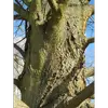 Cette transformation de l'écorce au fil des ans est un indicateur de l'âge de l'arbre et aide à distinguer les jeunes arbres des plus matures.