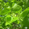 Les **feuilles** du **Tilleul à petites feuilles** sont **cordiformes** (en forme de cœur), **alternes** et mesurent de **3 à 8 centimètres** de long, plus petites que celles du **Tilleul à grandes feuilles**.