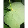 Les feuilles ont des **touffes de poils roux** à l'aisselle des nervures sur la face inférieure, un détail utile pour identifier l'espèce.