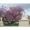 L'Arbre de Judée est souvent planté dans les **parcs et jardins** pour son attrait ornemental et sa capacité à tolérer des sols compactés.