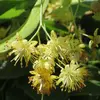 Les **fleurs** du **Tilleul à petites feuilles** sont **jaunes blanchâtres** et très odorantes, attirant de nombreux insectes pollinisateurs.