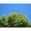 La **floraison** se déroule principalement de **juin à juillet**, environ trois à quatre semaines après celle du Tilleul à grandes feuilles.