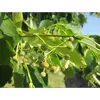 Les **fruits** sont de petits **akènes globuleux**, généralement de **5 à 8 millimètres** de diamètre.