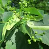 Ils sont **sans côtes saillantes**, ce qui les distingue des fruits de certains autres tilleuls.