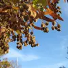 La **fructification** a lieu de **septembre à novembre**, les fruits étant dispersés principalement par le vent grâce à leur petite taille et à la bractée en forme d’aile qui les accompagne.